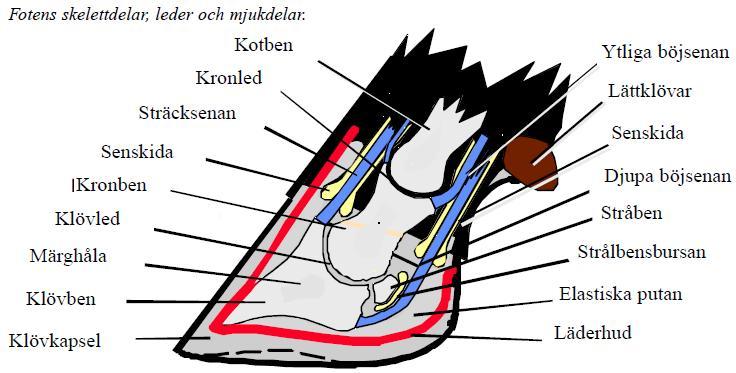 delarna finns levande celler Bild: Cattle Lameness,
