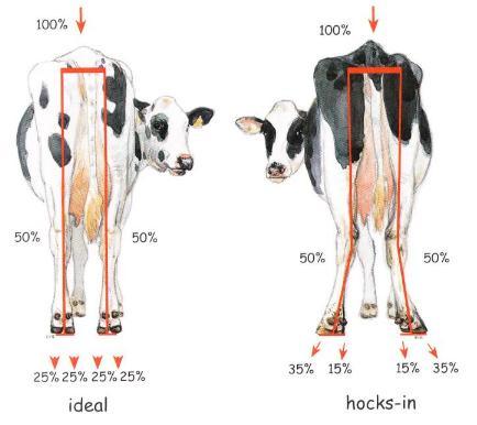Exponeringsfaktorer till hålvägg, vita linjen separation Ideal Felaktig belastning av bakfötterna Bild.