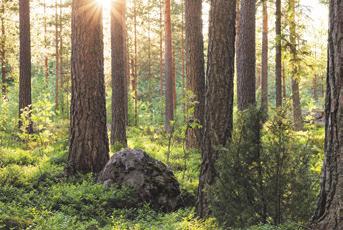 Vedlotteriet i Bäsksjö avslutat. Vinnaren underrättad.
