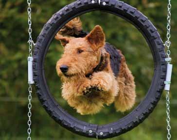 Foto: Börje Gustafson Bobby och Zenit årets airedaleterrier 2016 Sid 4 och 6 LPIII