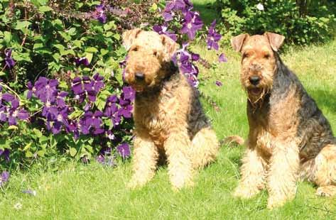 Hjalmar och Ture. han 2011 och Årets Allroundairedaleterrier 2012. Senaste tillskottet i familjen är Hjalmar (SE UCh LP l RLD N RLD F Sandale Casanova) som är född 2011.