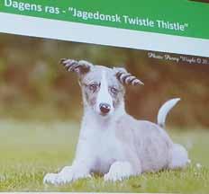 Man bör arbeta systematiskt, lugnt och sakligt. Avelsarbetet i klubben ska vara genomtänkt och långsiktigt. Man bör använda säkra källor, samt informera och kommunicera med medlemmarna i klubben.