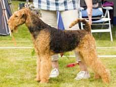 Årets Utställningsairedaleterrier 2016 1. DK UCh NO UCh SE UCh SE V-16 Art Direkt Airedale Bodyguard 109 p e. Ch Lisjös Isak u. Art Direkt Airedale Zimsala äg.