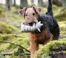 Årets arbetande airedaleterrier 2016 Zenit von Erikson. Årets Allroundairedale 2016 1. LPIII RLDN&F&A&M Zenit von Erikson Eva Persson, Växjö, 15 p 2.