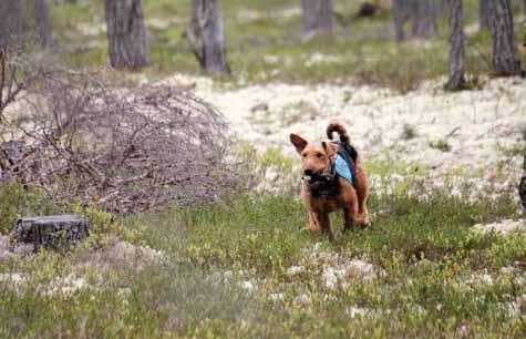 I full fart för att leta och finna. ningen eller utmana de andra, och jag ville inte ha en hund som visade nervösa tendenser. En riktig Ferrari Och jag fick en Ferrari till hund!