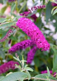 VECKANS PERENN HÖSTANEMON Blommar med söta, rosa eller