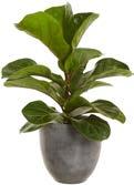 REXBEGONIA Vacker och spännande krukväxt med mycket dekorativa blad som finns i många olika varianter.