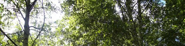 3.6 Skötselområde 6 Mål - gynna ädellövträd - bättre ljusinsläpp 3.6.1 Åtgärder Etapp 1 - ca 30 % av