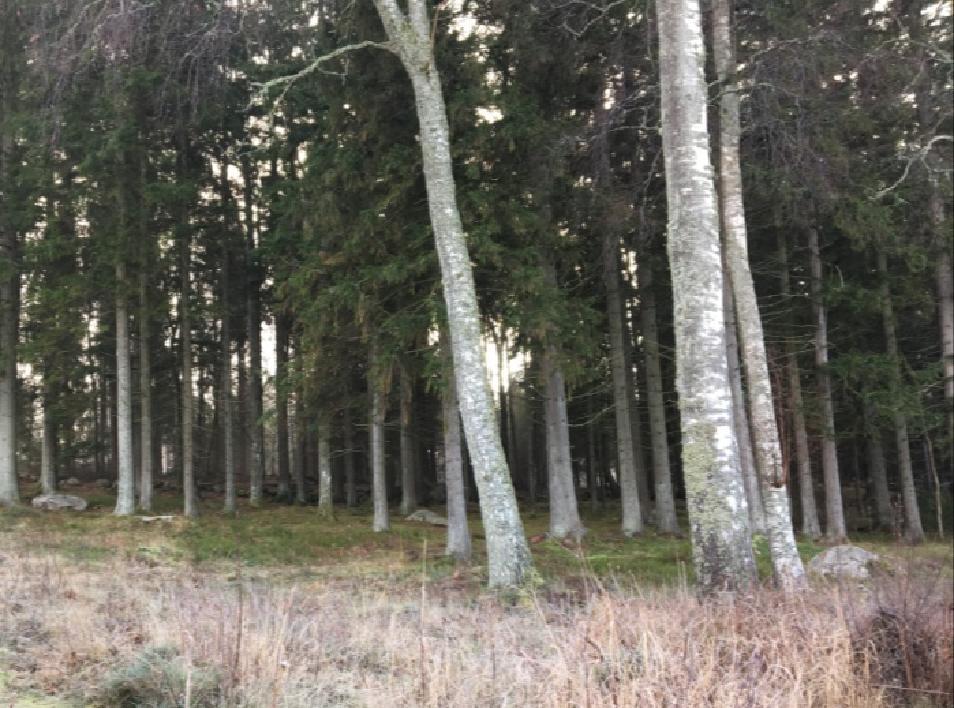 Dessa har identifierats som separata och enskilda naturvärdesobjekt och beskrivs därför nedan i särskilt avsnitt.