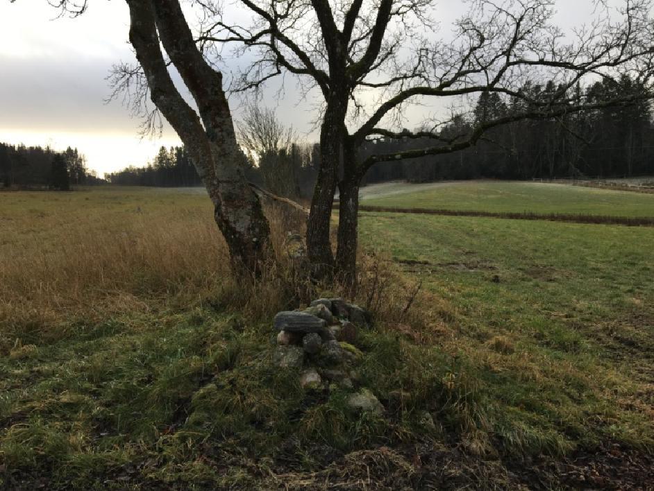 då den ger pollinerande insekter föda på våren när den blommar och fåglar på sommaren när bären mognar. Precis söder om vägen växer en ask och en alm invid stenmuren.