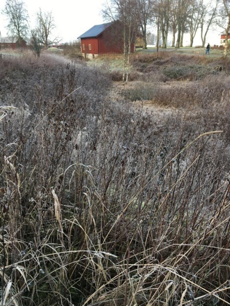 NVO 3. Damm (0,2 ha) Allmän beskrivning Intill gården ligger en damm som till stora delar är igenväxt. Vid inventeringstillfället i november syntes en vattenspegel på några kvadratmeter.