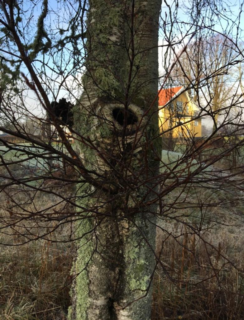 I dammen står några mindre björkar och en salixbuske. Dammen räknas eventuellt som ett biotopskyddsområde.