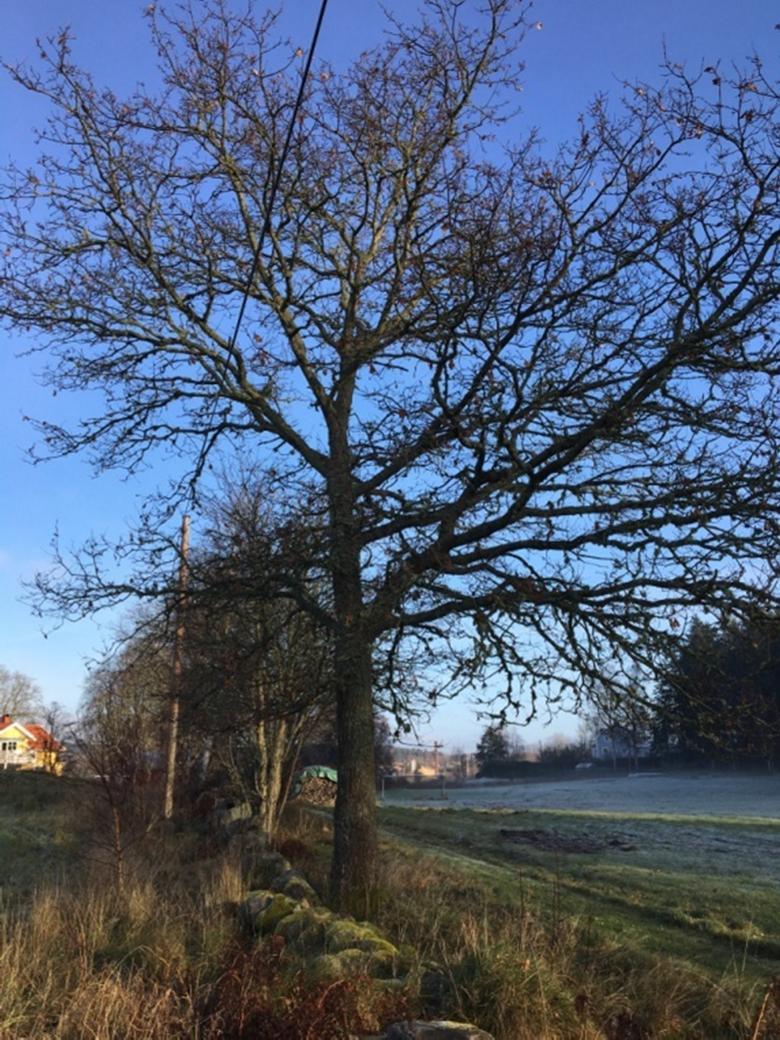 Figur 10. NVO 4. Eken som står invid stenmuren. NVO 5. Allé (85 meter) Allmän beskrivning Runt gården står den allé som rymmer flertalet av inventeringsområdets särskilt skyddsvärda träd.