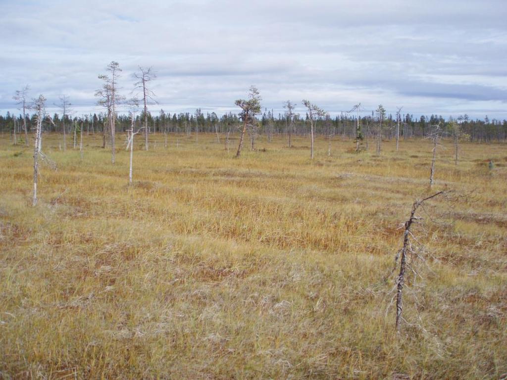Bevarandeplan Natura 2000 Pengsjökomplexet SE0710196 Foto: