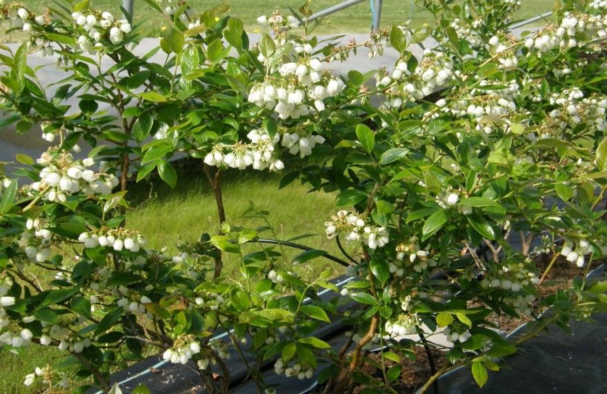 Produktionssystem för ekologisk odling av trädgårdsblåbär Organic production systems in Northern highbush blueberries Håkan Asp (projektansvarig), Birgitta Svensson, Siri Caspersen, Sammar Khalil