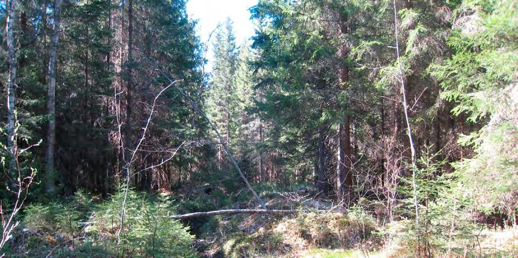 Figur 11 88 Granbeståndet kring Sonninoikonen är ett revir för flygekorre, område 4 korrobservationerna och vindkraftverket är som kortast cirka 150 meter och byggverksamheten bedöms därför inte