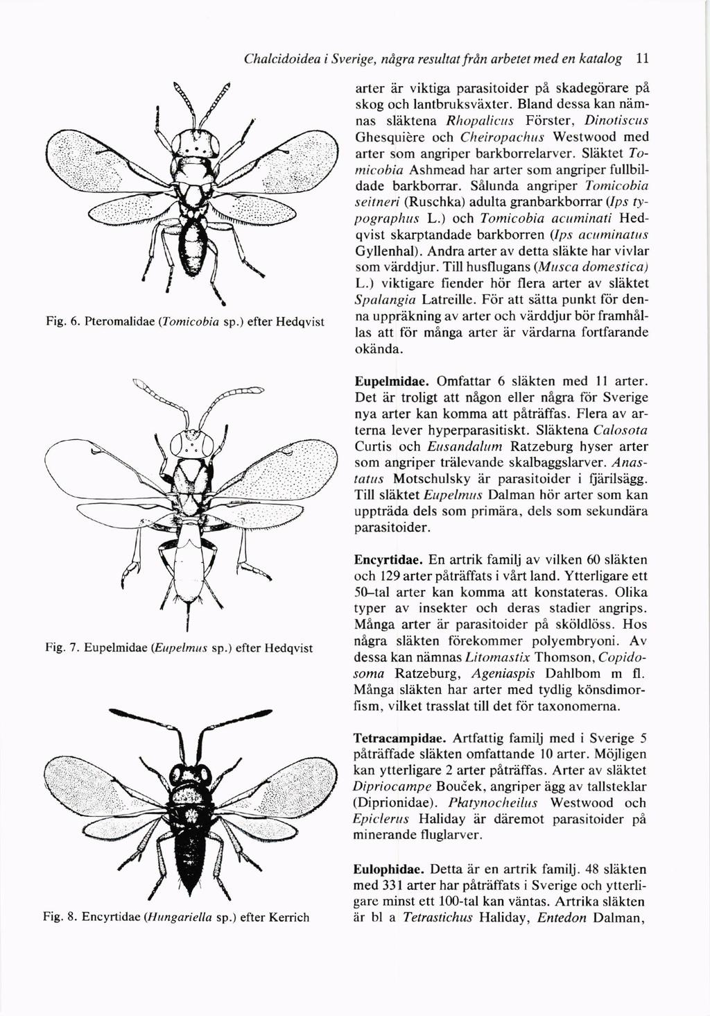Fig. 6. Pteromalidae (Tomicobia sp.) efter Hedqvist Chalcidoidea i Sverige, ndgra resuhat frdn arbetet med en katalog 1l arter ir viktiga parasitoider pfl skadegtirare pi skog och lantbruksvhxter.
