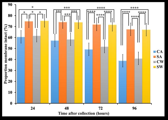 Membrane Integrity Sperm MI was improved in MSLC samples compared to controls, with significant differences between control samples (with and without antibiotics) and MSLC samples (with and without