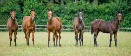 6 1600 Gräs START 15.50 KOMB TRIO VINNARE ÅV // LANWADES STUD STAKES (L) För 3-åriga och äldre ston. Vikt: 3-åriga 57 kg, äldre 59 kg. 800.000 kr 500.000-150.000-80.000-40.000-30.