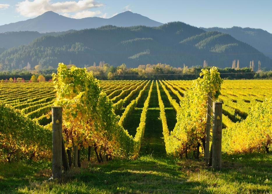 Dag 11 Marlborough, Kaikoura På morgonen lämnar vi nationalparken med båt och buss. Lagom till lunch stannar vi till vid Nya Zeelands främsta vindistrikt, Marlborough.