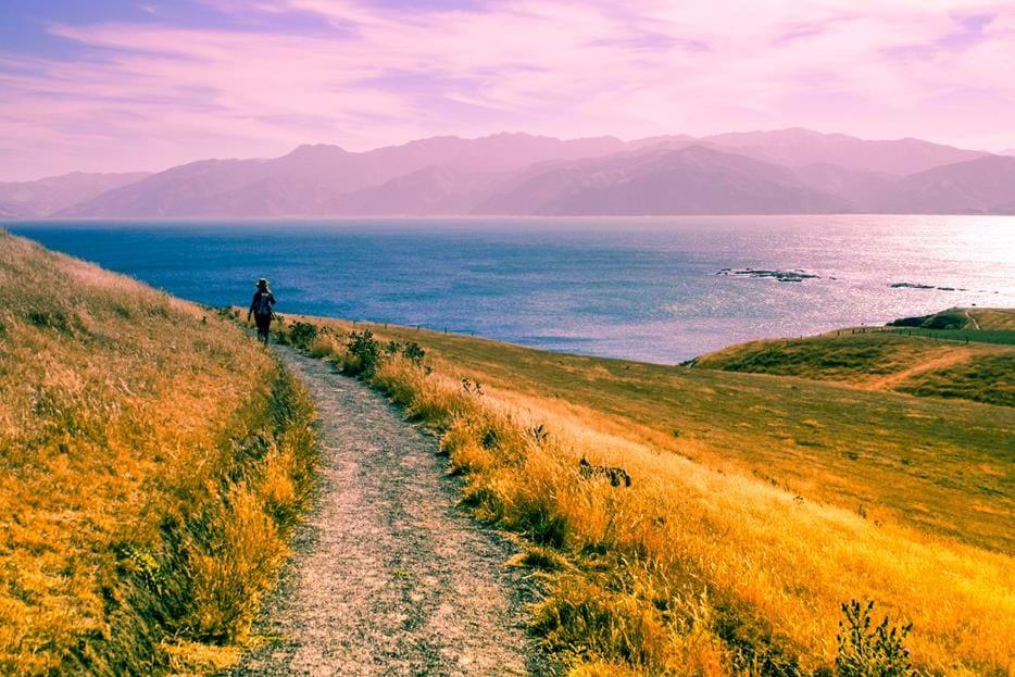 Från Marlborough åker vi vidare till Sydöns östkust och staden Kaikoura med drygt 2000 invånare. Kaikoura har hämtat sig bra från den jordbävning som drabbade stora delar av Sydöns östkust.