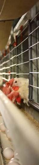 Inredd bur Redesmatta : 15/ 15 stallar Tillgång till strö: 14/15 stallar Vid ankomst, efter 2,4, 6, 9 eller 12 veckor Strö: Kutterspån, kalk, grus eller sand Påfyllning av strö