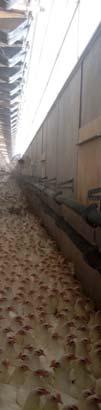 Dagljusinsläpp Konventionell produktion 22/39 stallar använder dagsljusinsläpp Ekologisk produktion Alla stallar använder