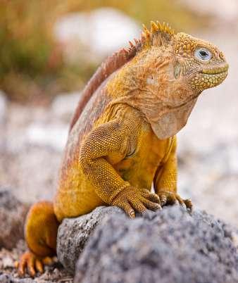 dem att sträcka ut halsen. De kan därför nå högt upp bland buskar och kaktusar för att hitta föda. I fuktiga områden med mycket gräs utvecklades större sköldpaddor med rundat skal.