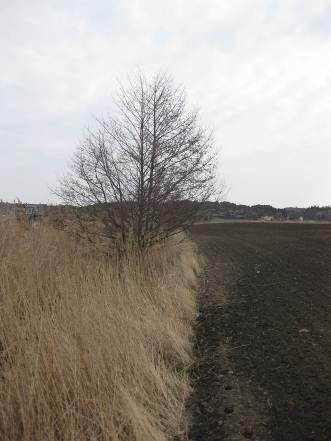 Naturvärdesbedömning: Själva åkermarkerna i sig har