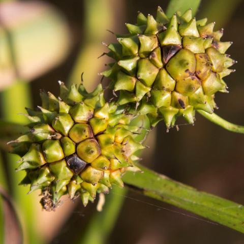 Sotigelknopp Sparganium erectum ssp.