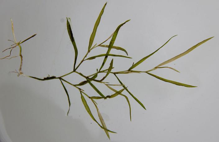 UddnatePotamogetonfriesii