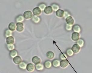 Microcystein Alla prov från Ivösjön, från alla lokaler under 2009