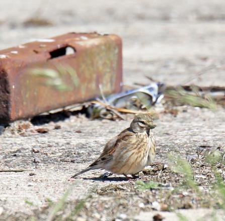 mot piren och norra maderna. Vid plattformen såg vi småsnäppa och fler mosnäppor. Vi gick på en lååååång spång varifrån vi studerade en stor skärfläckekoloni.