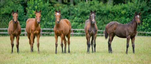 LANWADES, HAS SINCE 1ST JANUARY 1999, BRED/RAISED THE WINNERS OF MORE THAN 1626 RACES WORLDWIDE INCLUDING 129 GROUP OR LISTED WINS.