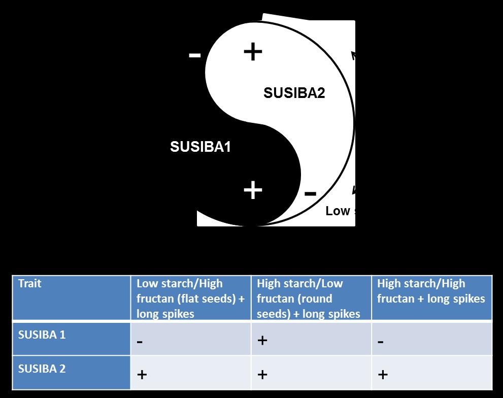 Yin Yang SLU Grogrund Nya spannmålssorter med mervärde;