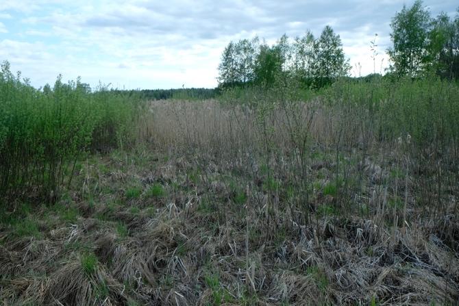 Foto vassbältet med mosaik av vide och vass och fuktgynnad markvegetation. Foto öster ut över delområde b. 1.3.