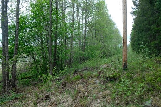 Delområde c, del som går utmed en kraftledning och visar en smal ridå utmed Dysön främst av al. Del i delområde d med hasselsnår och rik flora.