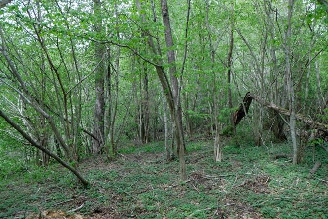 1.1 Delområden Område a Delområdet utgör en randzon mellan vatten och åkermark bestående av ett smalare bälte med vass och lövvegetation, främst vide.