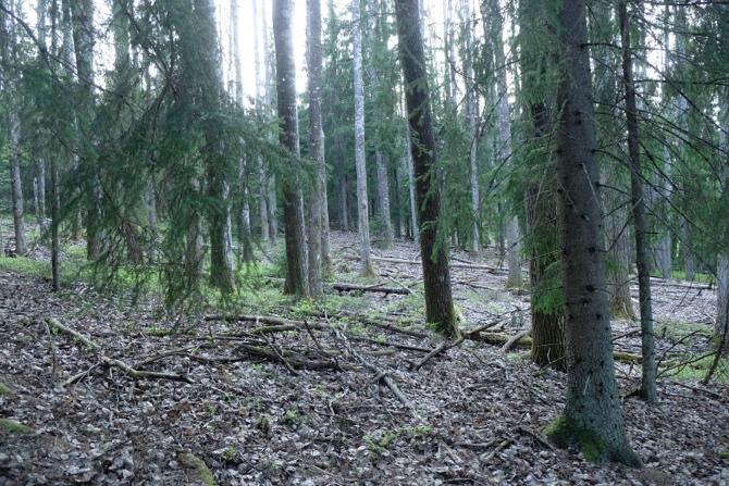 1.2 Råsvalen Området ligger utmed Råsvalen i ett skogslandskap av produktionsskog som går mellan en väg och ned mot sjön.