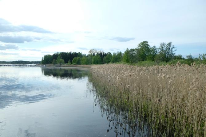 Foto gräsmarken som övergår till vide och vassbälte.