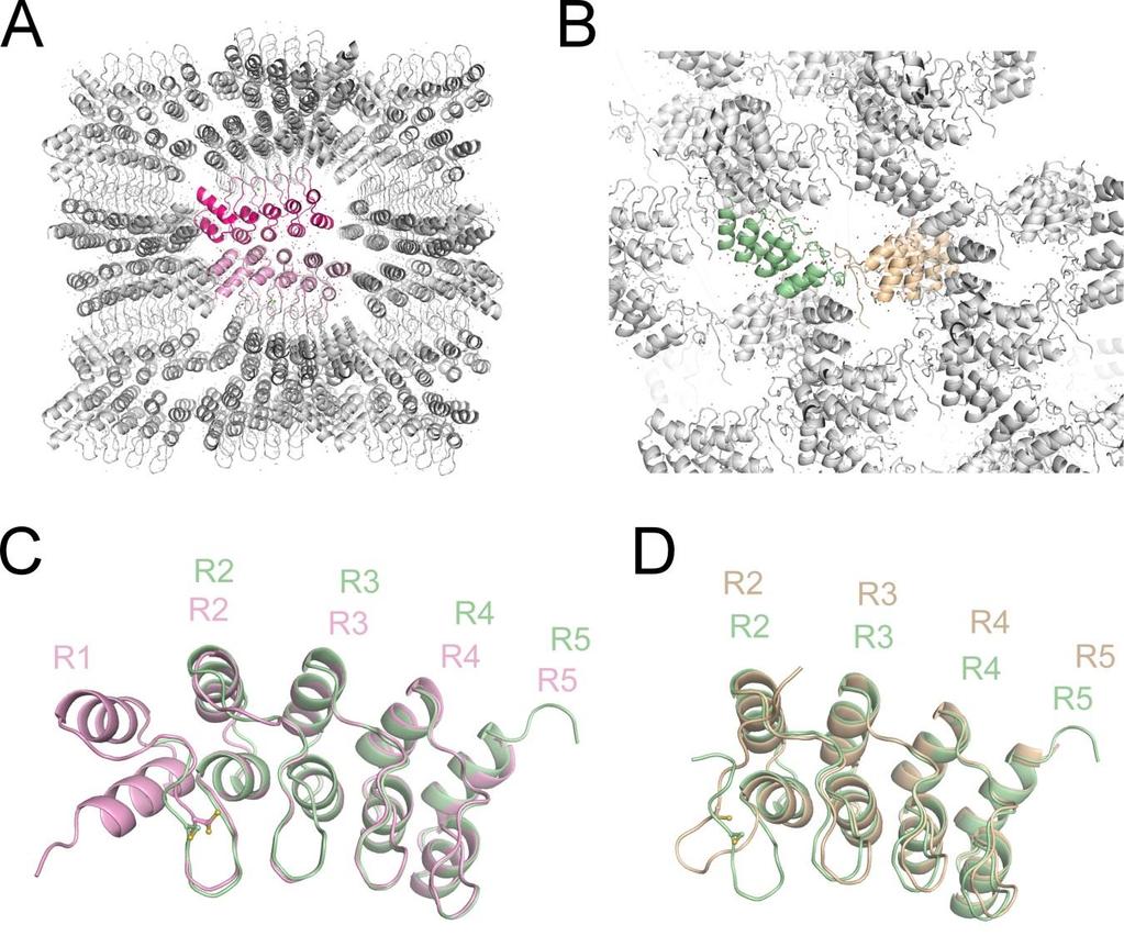Fig. S3 Comparison of the structures of the reduced and oxidized forms of AnkG A) The crystal packing of the P2 1 2 1 2 crystal (the reduced form).