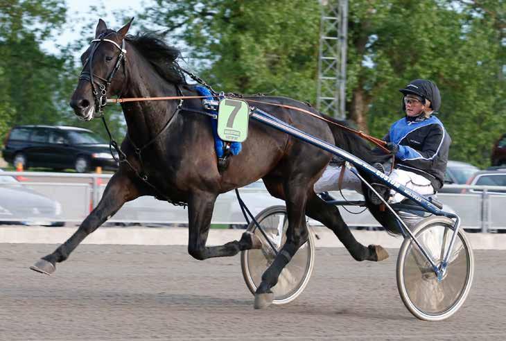 månadens häst juli2013 Cool Keeper Hingst 3 år e. Broadway Hall (US) u. Missys Go Go (US) ue.