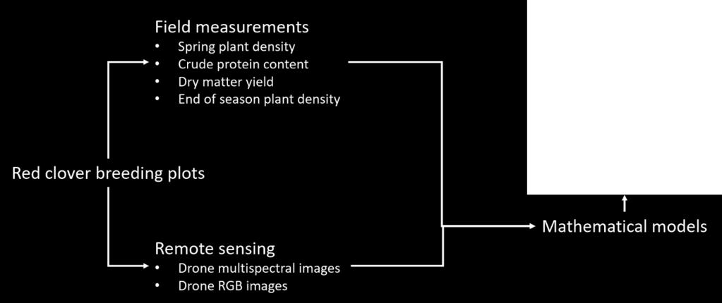 Drone imaging for red clover phenotyping in plant breeding Funded by Lantmännens forskningsstiftelse Julien Morel, David Parsons and