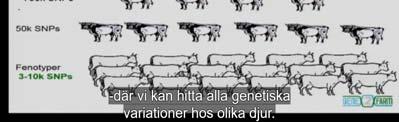 (G) Thyamin (T) Cytosin (C ) :