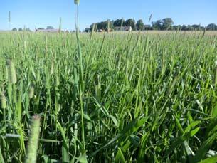 4 Timotej Lischka (6 Kg/ha) 4303 80-1089 1.1 Rajsvingel Hykor (10 Kg/ha) 5604 104 212 0.
