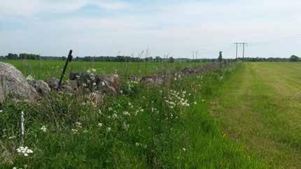 Naturvärdesobjekt 3. Stenmur och odlingsröse Naturtyp: Berg och sten Biotop/er: Stenmur och odlingsröse Beskrivning: En stenmur och ett odlingsröse som ligger i öppet åkerlandskap.
