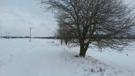 Preliminärt Naturvärdesobjekt 13 Vägkant och vägträd Naturtyp: Infrastruktur och bebyggd mark.