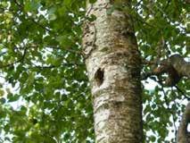 Genomförd häckfågelinventering visar att artsammansättningen i sumpskogen är vad som i stort sett kan förväntas i en sumpskog i Falbygden.