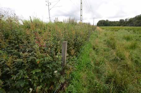 Kamera JV07: Neomys fodiens,