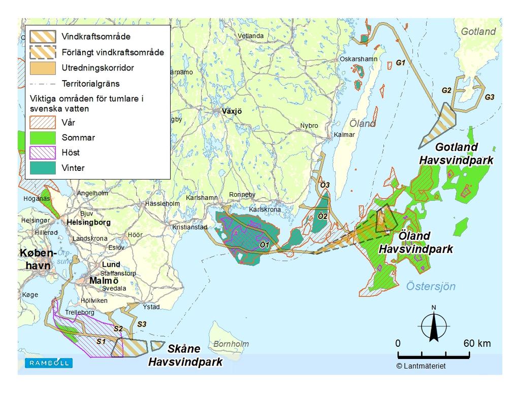 1. INLEDNING Den vanliga tumlaren (Phocoena phocoena) är en av de minsta tandvalarna och blir runt 1,5 m lång.